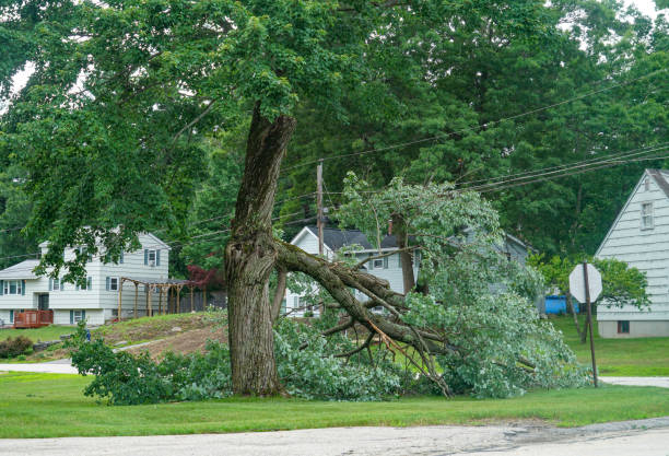 Best Root Management and Removal  in Kemp, TX